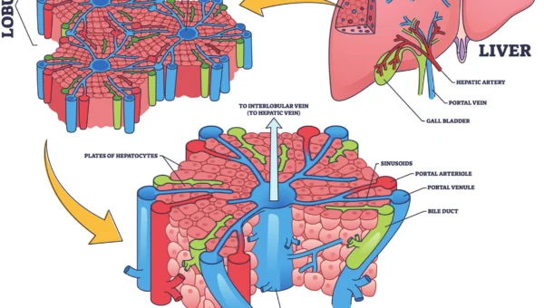 Artificial liver classifier: a new alternative to conventional machine learning models