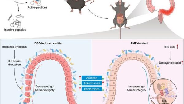 Machine learning identifies antimicrobial peptide candidate for ulcerative colitis