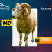 a ram with horns on a blue background