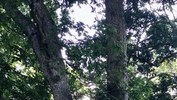 Heritage tree planting in Fairfield County marks America 250-Ohio