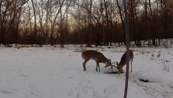 Man Spots Two Deer On Ring Camera, Engaging In Rarely Seen Ritual