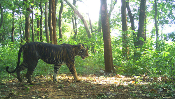 Melanistic tiger skin seized in Similipal, 12 arrested; main accused still absconding